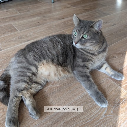 Photo 1/1 Loullig Chat perdu à Castelnau Le Lez