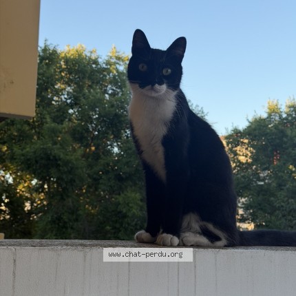 Photo 1/1 Sasuké Chat perdu à Toulouse