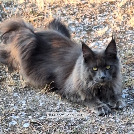 Photo de chat trouvé à Merignac