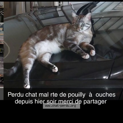 Photo 1/1 Chat retrouvé Perdu à Ouches