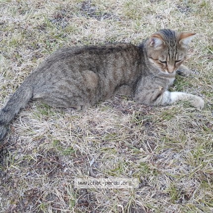 Photo 1/1 Titoune Chat perdu à Anthy Anthy Sur Leman
