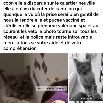 Photo 1/1 valeriane Chat perdu à St Quentin