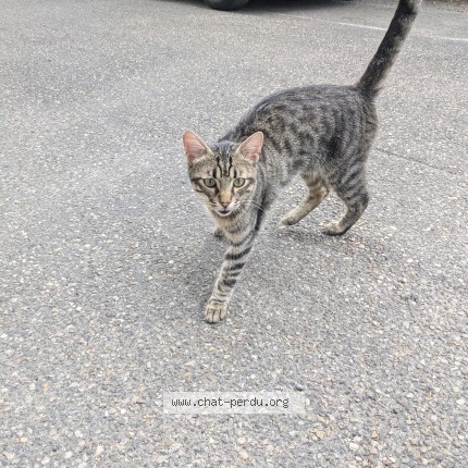 Photo 3/3 Chat trouvé Trouvé à Lyon