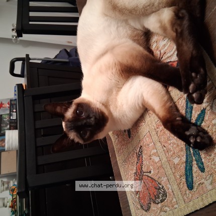 Photo 1/1 Princesse Chat perdu à Montreal