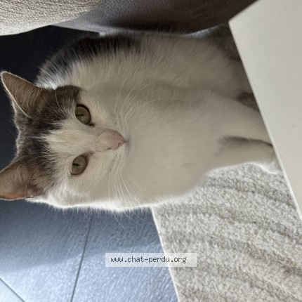Photo 1/1 Chat retrouvé Perdu à Egly