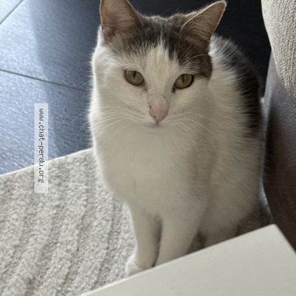 Photo 1/1 Chat retrouvé Perdu à Egly