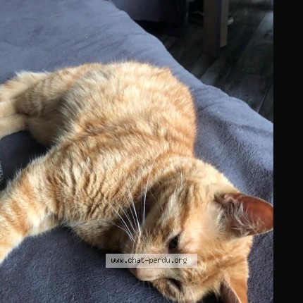Photo 1/1 Garou Chat perdu à Haute Avesnes