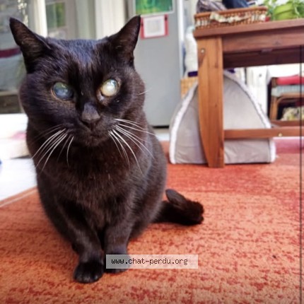 Photo de chat perdu à Montpellier