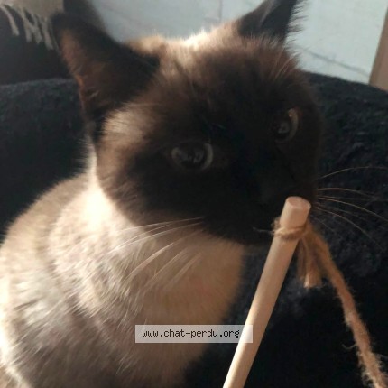 Photo de chat perdu à Valenciennes