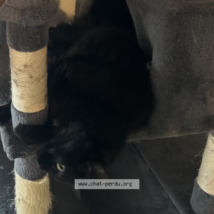 Photo de chat perdu à Saint Orens De Gameville