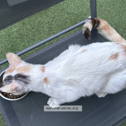 Photo de chat trouvé à Moissy Cramayel