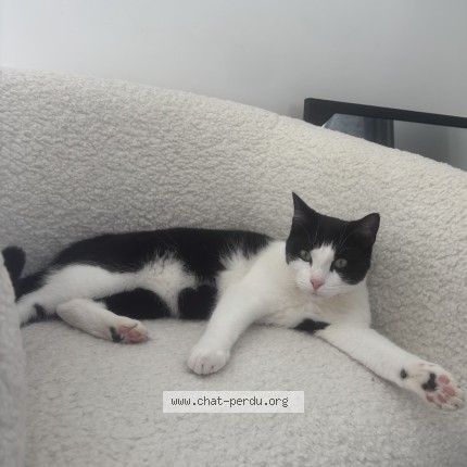 Photo de chat perdu à Brech