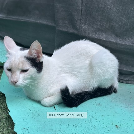 Photo de chat trouvé à Moissy Cramayel