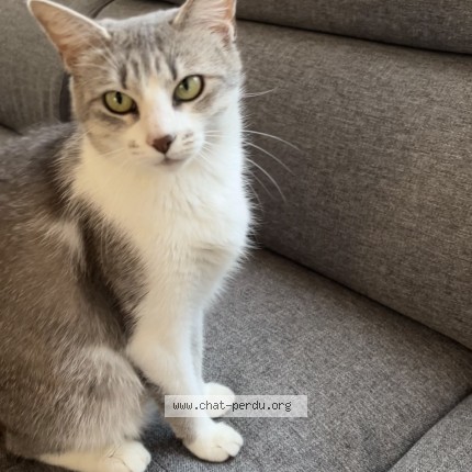 Photo 1/2 Gioia Chat perdu à Lyon