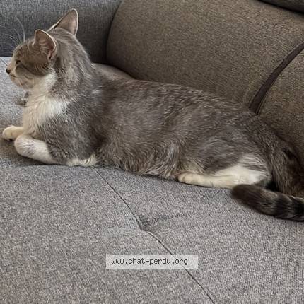 Photo 2/2 Gioia Chat perdu à Lyon