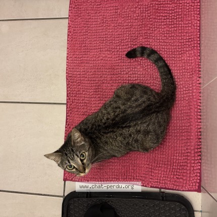 Photo de chat perdu à Revel
