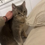 Zak