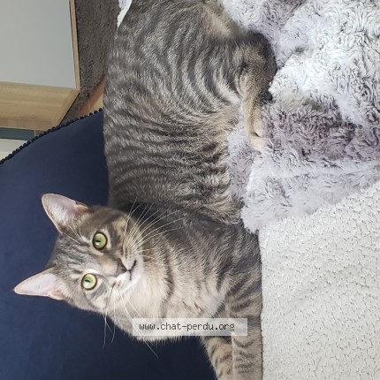 Photo de chat perdu à Romagnat
