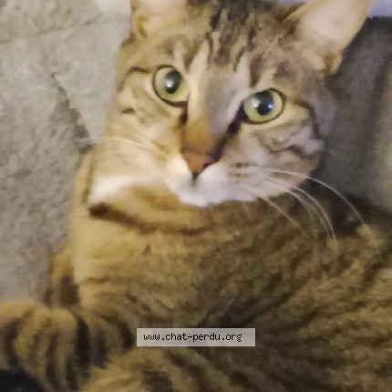 Photo de chat perdu à Niort