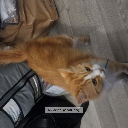 Photo de chat trouvé à Coulounieix Chamiers