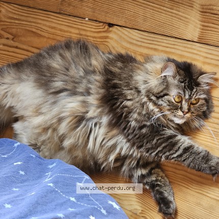 Photo de chat perdu à Fricamps
