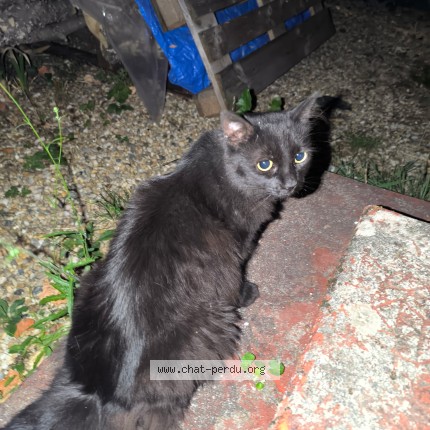 Photo de chat trouvé à Saintes