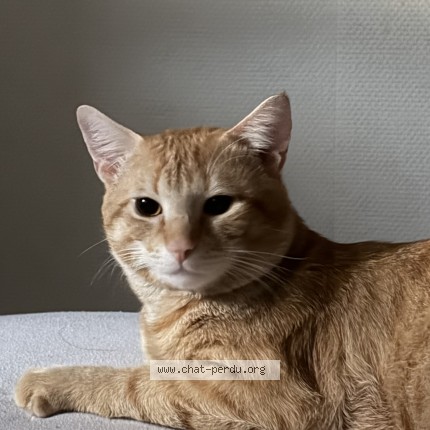 Photo de chat perdu à Strasbourg