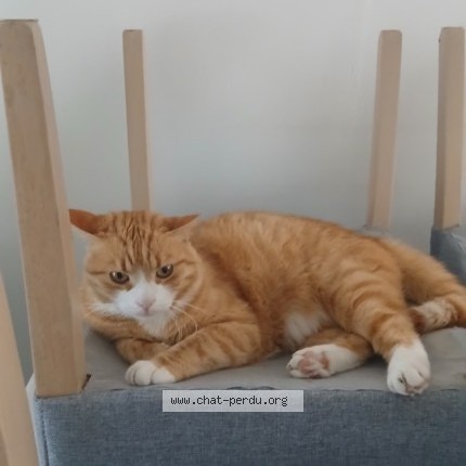 Photo de chat perdu à 77124 Cregy Les Meaux
