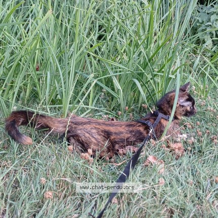 Photo de chat perdu à Beaucouze