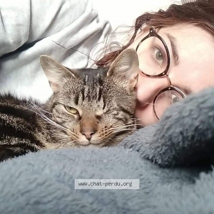 Photo 1/1 Chat retrouvé Perdu à Schiltigheim