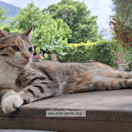 Photo de chat perdu à Lantosque