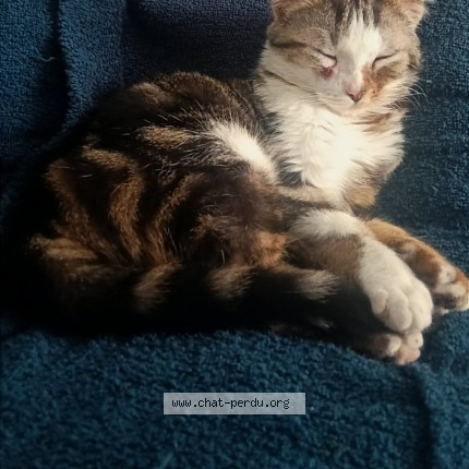 Photo de chat perdu à Torigny Les Villes