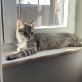 jenni