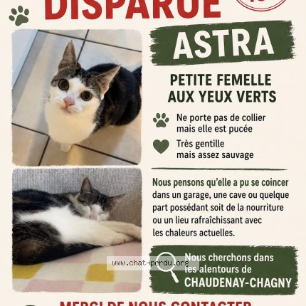 Photo de chat perdu à Chaudenay