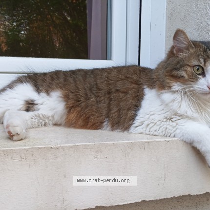 Photo 1/1 Tiku Chat perdu à Boe