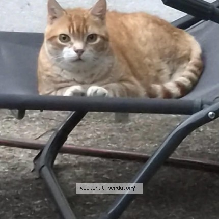 Photo de chat perdu à Merignac