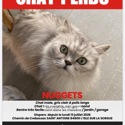 Photo de chat perdu à L Isle Sur La Sorgue