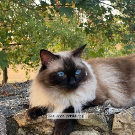 Photo 1/1 Chat retrouvé Perdu à Biarritz