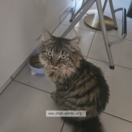 Photo de chat perdu à Capbreton