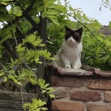 Oscar