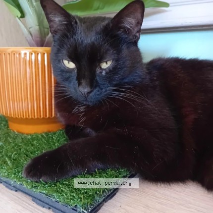 Photo 1/1 Mucha Chat perdu à Bouguenais