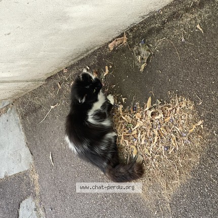 Photo 1/1 Chat trouvé Trouvé à La Varenne Saint Hilaire