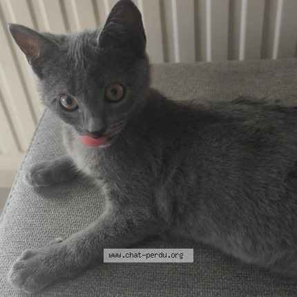 Photo 1/1 yuzu Chat perdu à Ornans