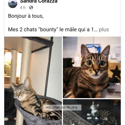 Photo de chat perdu à Audenge