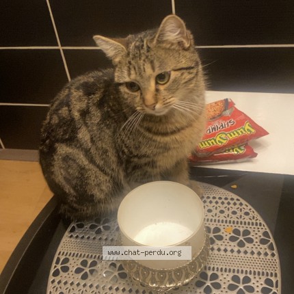 Photo de chat perdu à Mulhouse