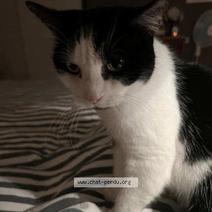 Photo 1/1 Chat retrouvé Perdu à Verrieres En Anjou