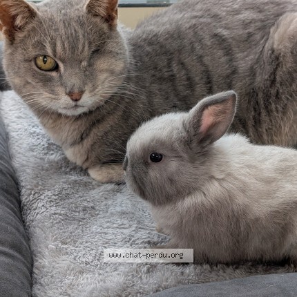 Photo de chat perdu à Vire Normandie