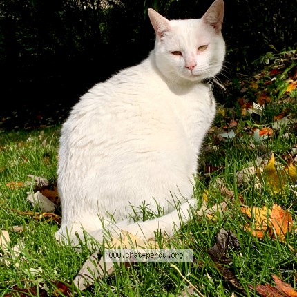 Photo 1/1 rambo Chat perdu à Ste Helene De Bagot