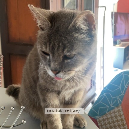 Photo de chat perdu à Ploemeur