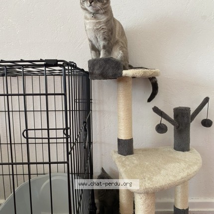 Photo 1/1 mavis Chat perdu à Champforgeuil
